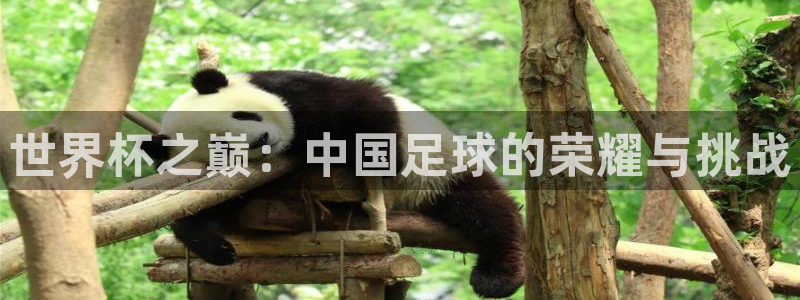 世界杯预赛赛程:世界杯之巅:中国足球的荣耀与挑战